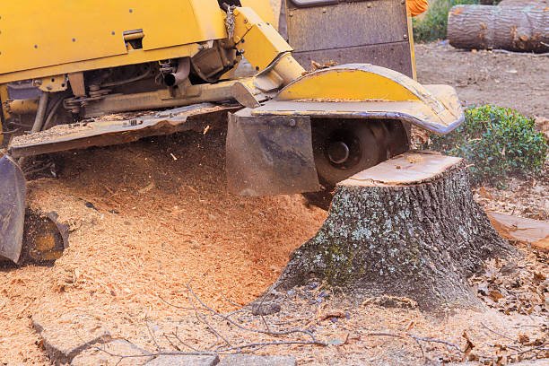 Professional stump grinding equipment removing a large stump